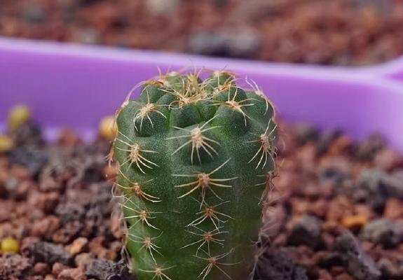 仙人球杂交种植方法是什么？