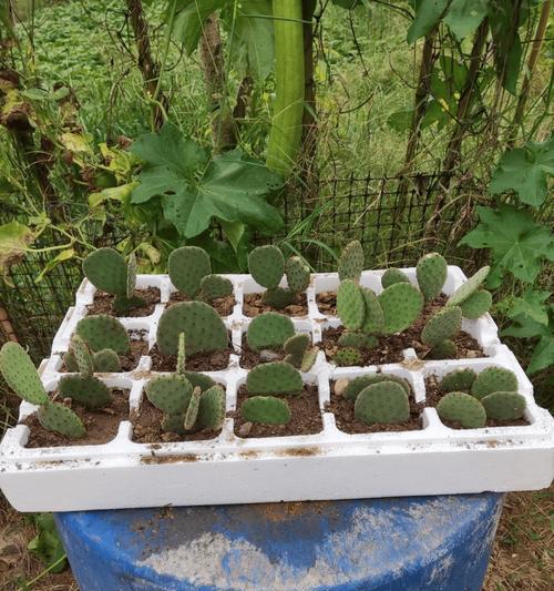 仙人球杂交种植方法是什么？