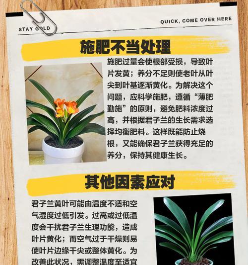 君子兰叶子枯萎的急救措施有哪些？