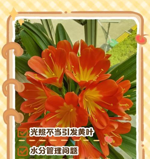 君子兰叶子枯萎的急救措施有哪些？