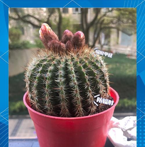 斗南鲜花仙人球的养殖技巧是什么？