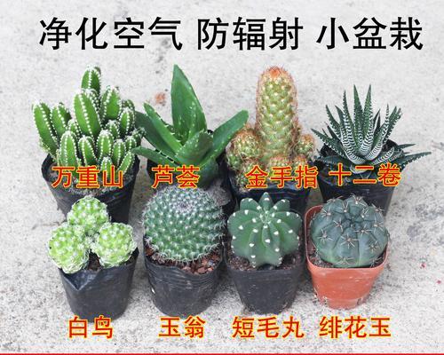 斗南鲜花仙人球的养殖技巧是什么？