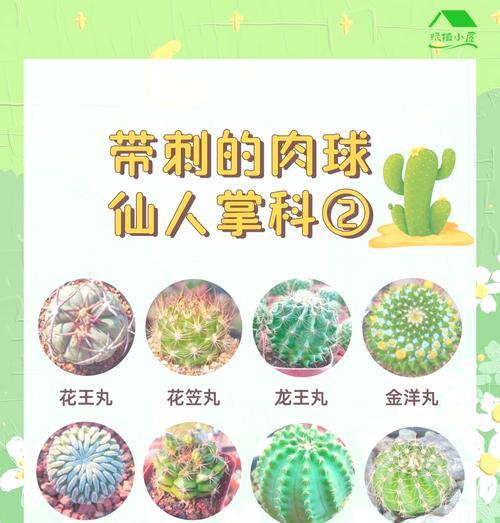 斗南鲜花仙人球的养殖技巧是什么？