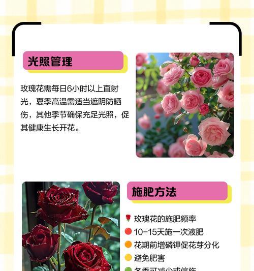 苏格兰玫瑰花的养护要点有哪些？