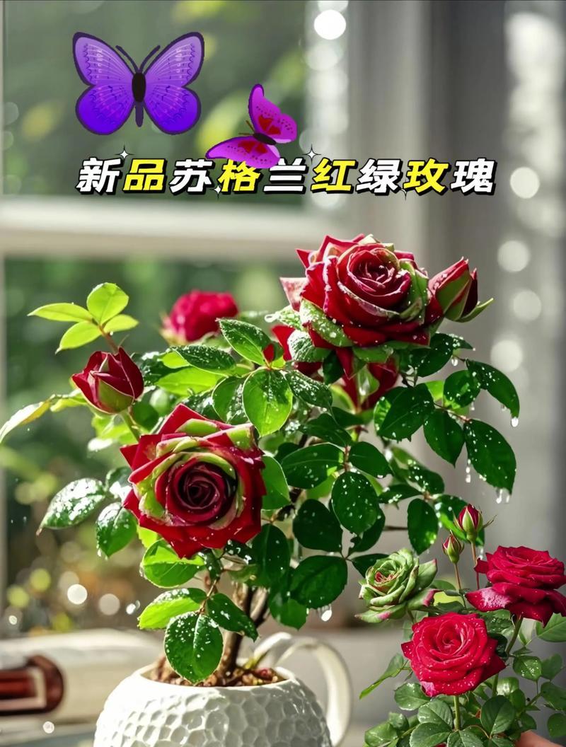 苏格兰玫瑰花的养护要点有哪些？