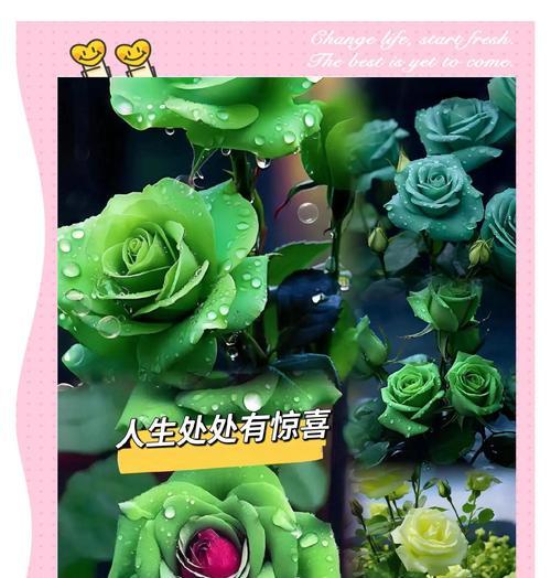 苏格兰玫瑰花的养护要点有哪些？
