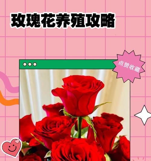 棉织玫瑰花的养殖方法有哪些？
