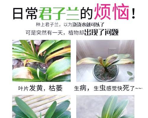 君子兰品种及开花颜色的选择方法是什么？