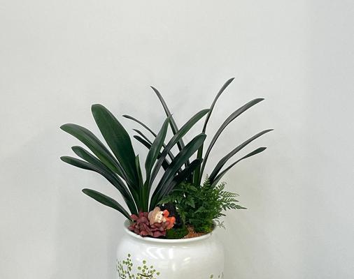 君子兰品种及开花颜色的选择方法是什么？