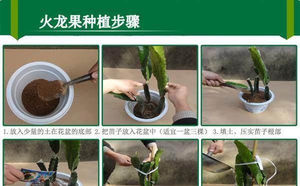 大彩球仙人掌的种植步骤是什么？