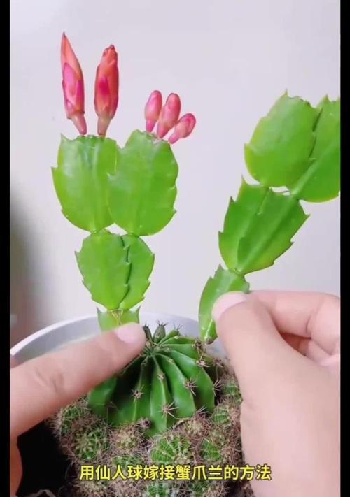 大彩球仙人掌的种植步骤是什么？