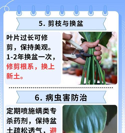 如何正确配制仙人掌花池的土壤？
