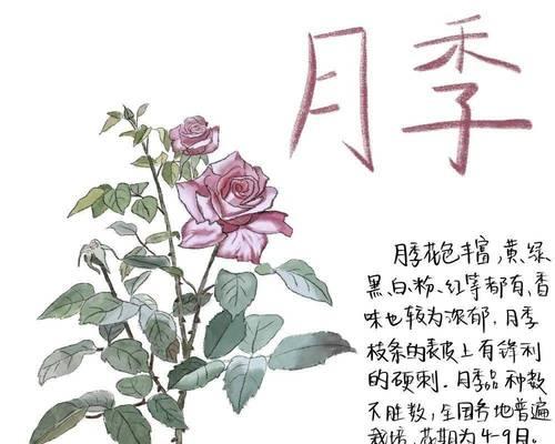 立体仙人掌植物名片的制作方法是什么？