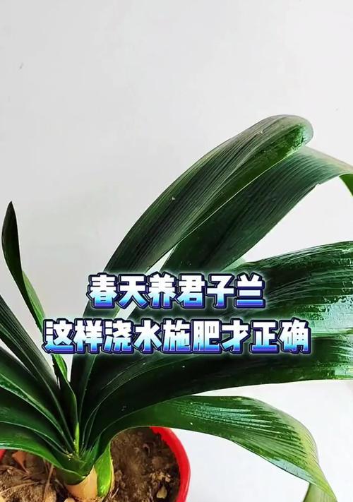 给君子兰喂白糖水是否有益？如何正确浇水？