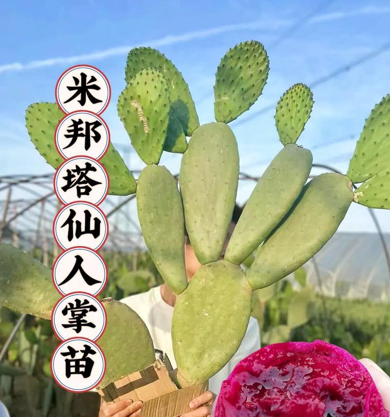 水果仙人掌苗的正确养殖方法是什么？
