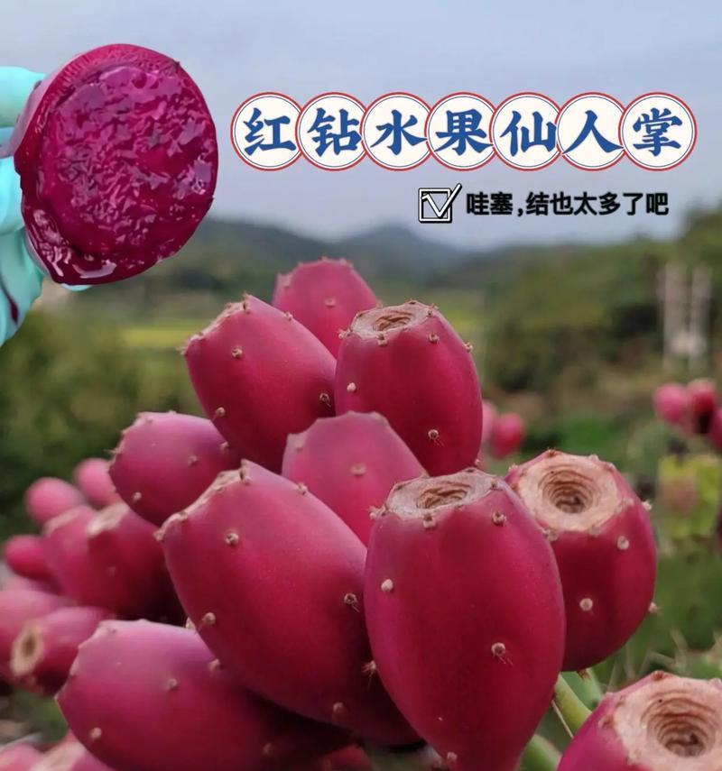 水果仙人掌苗的正确养殖方法是什么？