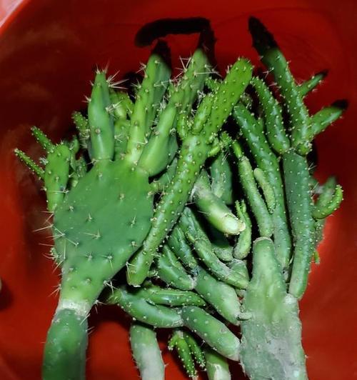 家养可食用仙人掌的修剪技巧有哪些？