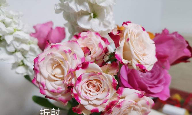 购买多少年生的玫瑰花最适合种植？