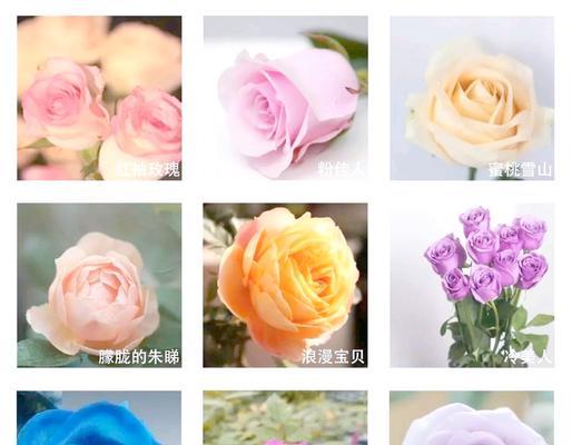 购买多少年生的玫瑰花最适合种植？