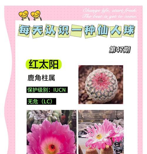 仙人球出现红斑时应如何养护？