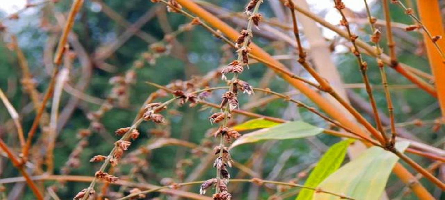 竹子花的花语象征着什么？