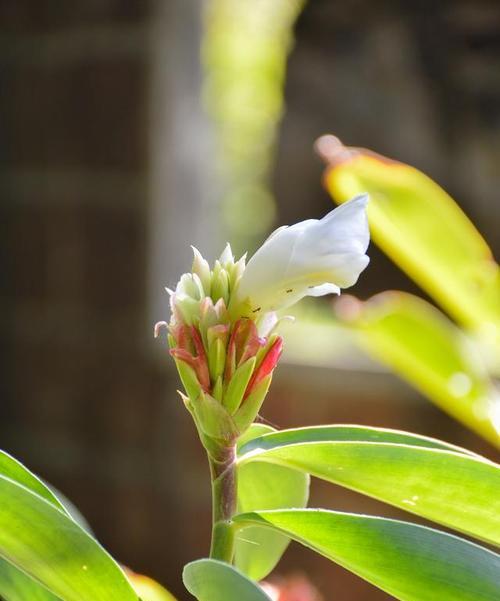 竹子花的花语象征着什么？