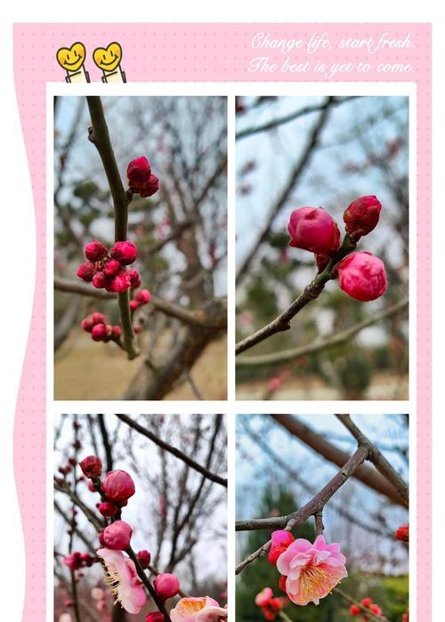 康梅花的花语有哪些含义？
