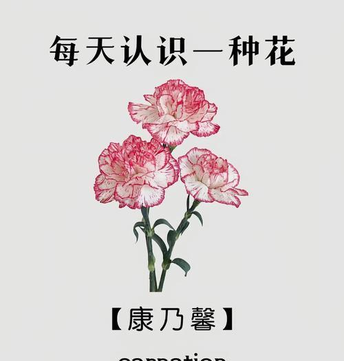 康梅花的花语有哪些含义？