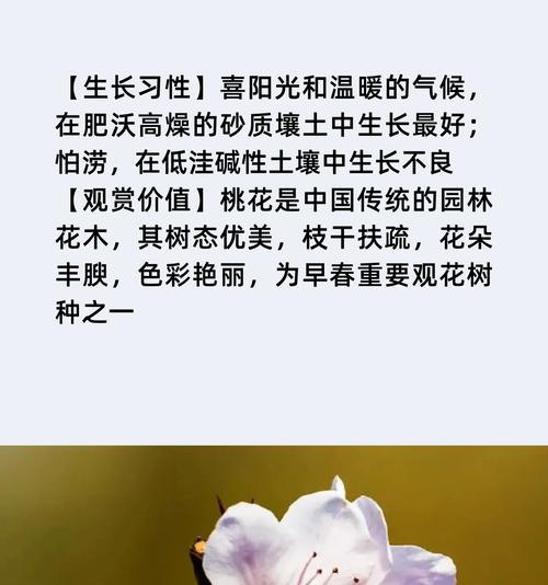 桃花的花语有哪些寓意？