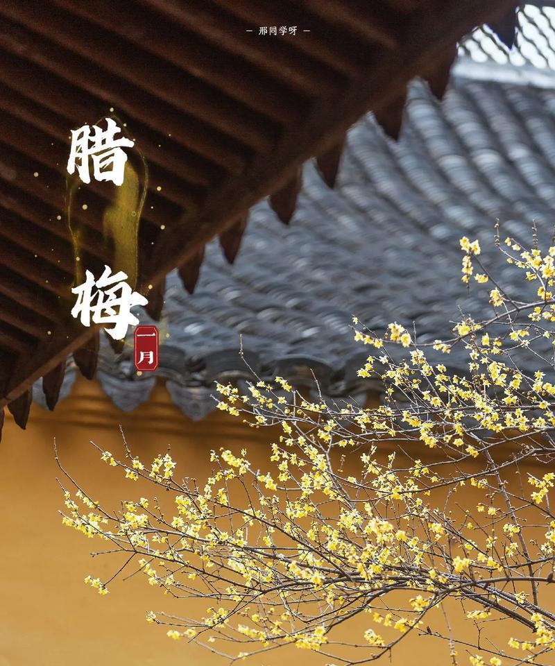 腊梅花的颜色与花语有何联系？