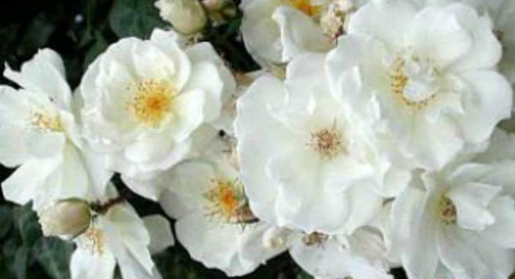 荼蘼花的花语与传说故事是什么？