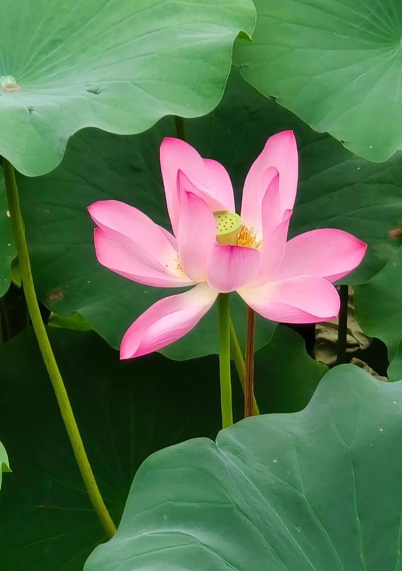 荷花的花语代表什么？