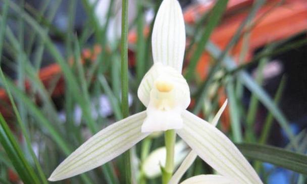 素心兰花的花语和花期寓意是什么？