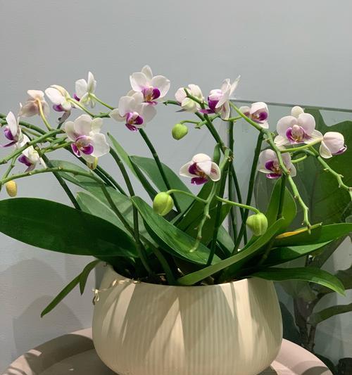 素心兰花的花语和花期寓意是什么？