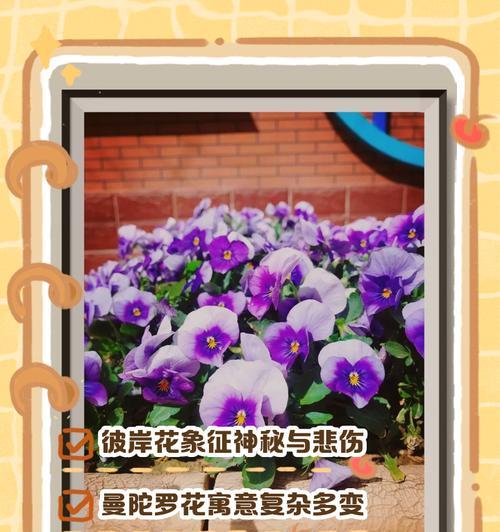 哪种花的花语代表美丽和神秘？