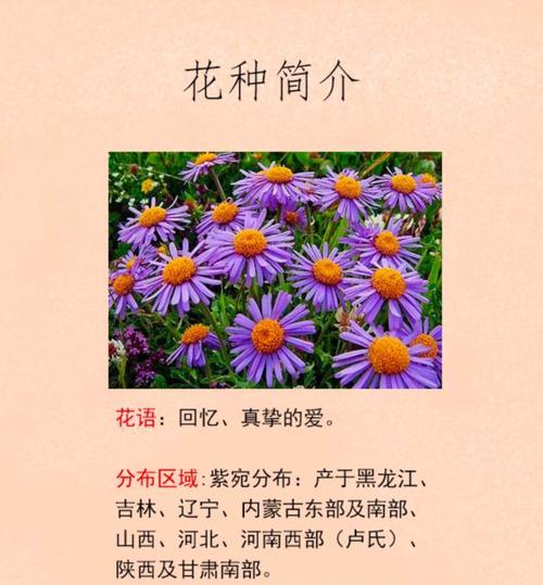 哪种花的花语代表美丽和神秘？