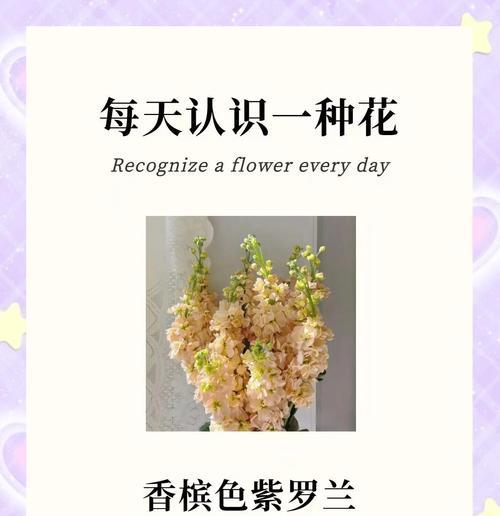紫罗兰的花语是什么？它象征着什么？