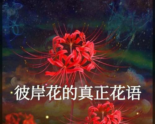 世界全部花草的代表花语是什么？