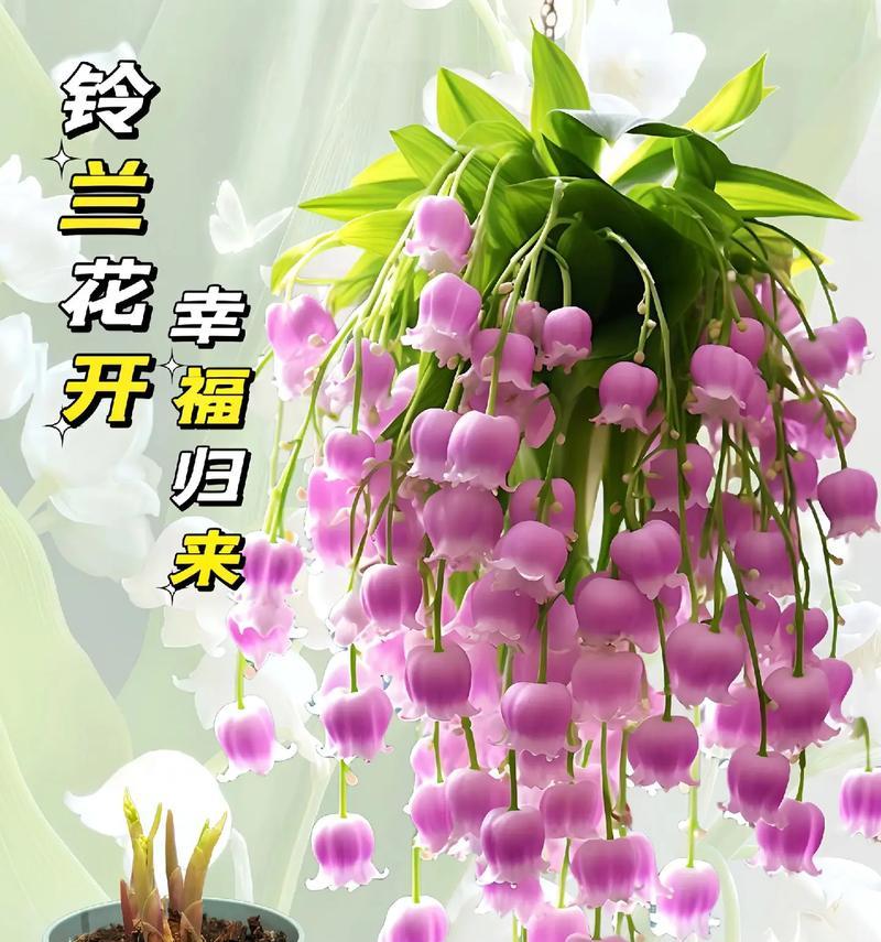 世界全部花草的代表花语是什么？