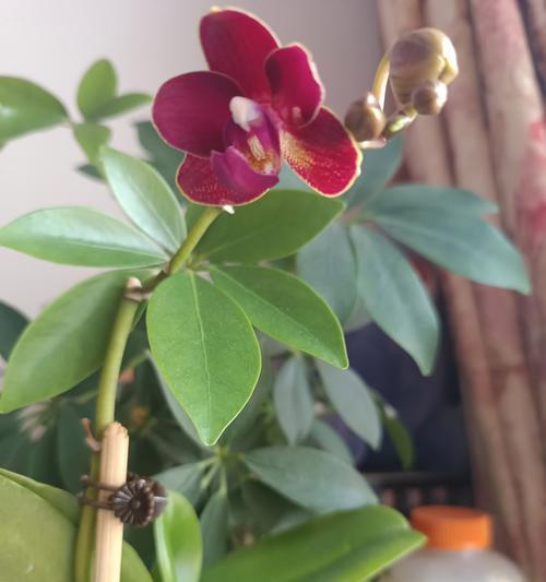 兰花东方美人的花语是什么？