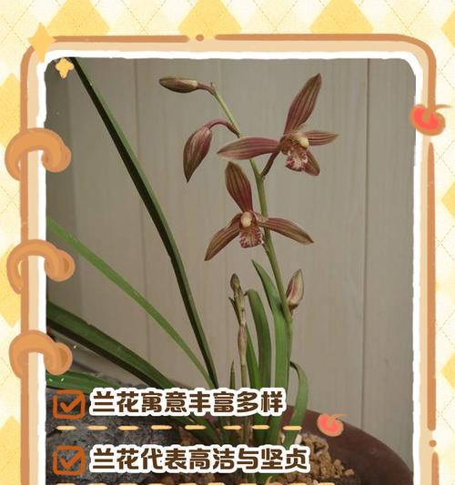 兰花东方美人的花语是什么？
