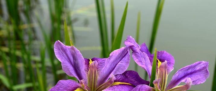 菖蒲的寓意、花语和象征意义是什么？