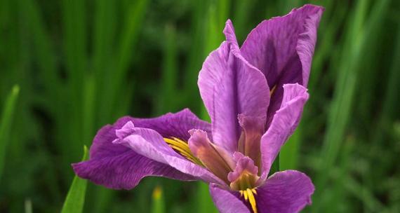 菖蒲的寓意、花语和象征意义是什么？