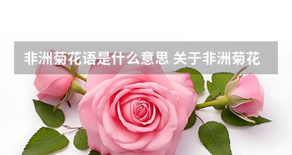 12朵粉色非洲菊代表什么？花语有哪些特别之处？