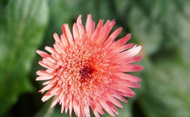 12朵粉色非洲菊代表什么？花语有哪些特别之处？