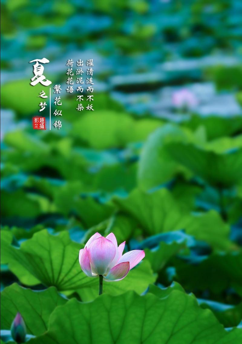 荷花的花语象征着什么？它在文化中扮演什么角色？