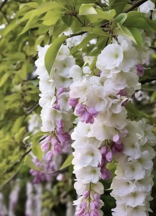 紫藤花的花语有哪些？它通常用来表达什么情感？