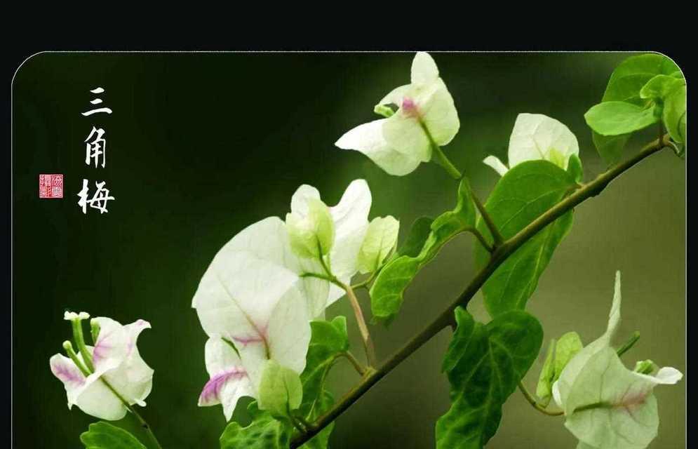 白色的三角梅花语是什么？白色三角梅有何寓意？