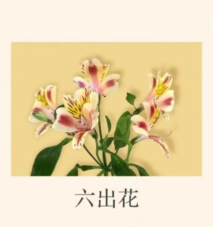 六出花花语和寓意是什么？六出花有何象征？