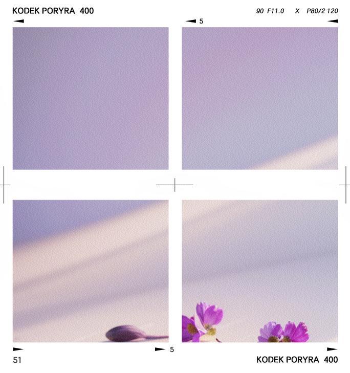 百合花日语的花语是什么？如何用日语表达百合花的花语？